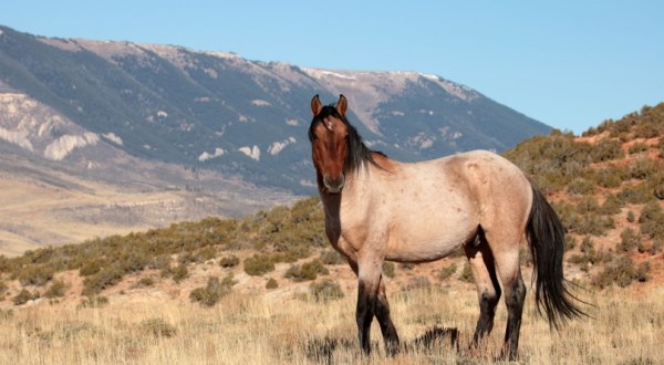 You Can Spot Wild Horses In Wyoming In These Three Places