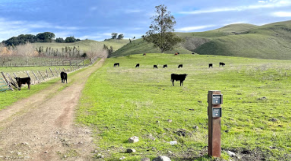 Hike With Cows On 11 Miles Of Trail At Tolay Lake Regional Park In Northern California
