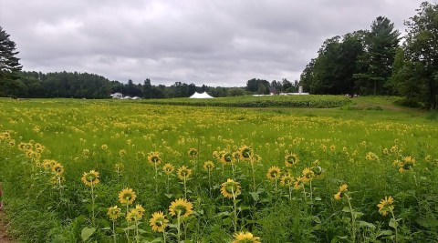 The New Hampshire Sunflower Festival Will Be Back For Another Year Of Fun & Festivities