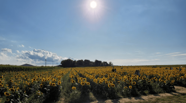 North Fork Sunflower Maze Is A Massive Sunflower Maze In New York That’s Just As Magnificent As It Sounds