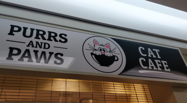 Purrs And Paws Is A Completely Cat-Themed Catopia Of A Cafe In New York