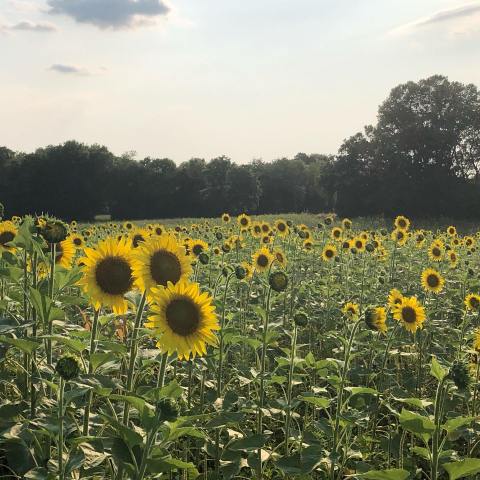 Forks of the River Wildlife Management Area In Tennessee Has A Sunflower Farm That’s Just As Magnificent As It Sounds