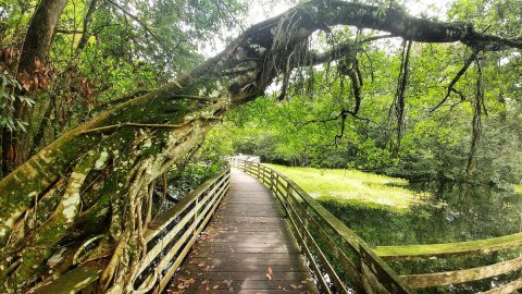 The Gorgeous 2.25-Mile Hike In Florida's Marshlands That Will Lead You Past Huge Cypress Trees