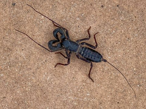 A Mysterious Bug That Shoots Acid From Its Tail Has Been Spotted In Texas