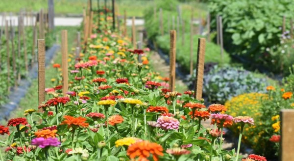 You Can Cut Your Own Flowers At The Festive Spring Ledge Farm In New Hampshire