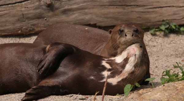 You Can Enjoy Breakfast With Giant Otters At This Rhode Island Zoo