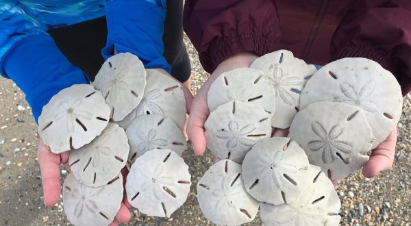 The Best Hunting Ground For Sand Dollars In North Carolina Is Along The Beach At Sand Dollar Island
