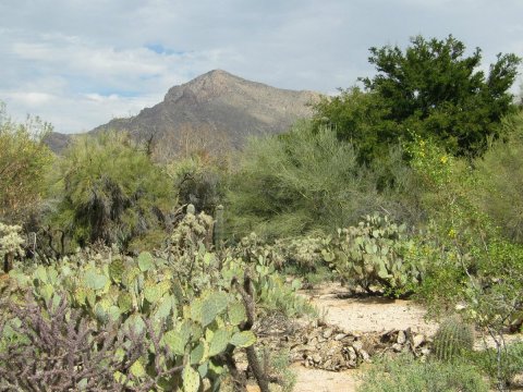 Stroll Through 49 Acres Of Gardens And Dine At An Outdoor Bistro At Tohono Chul In Arizona