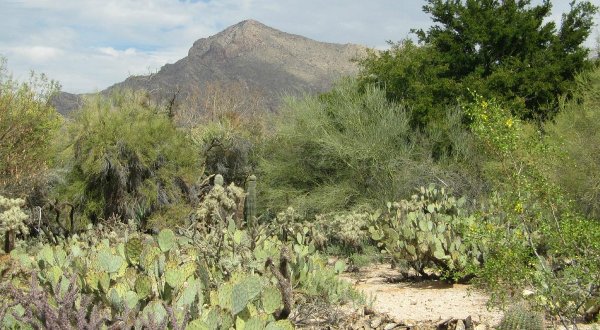 Stroll Through 49 Acres Of Gardens And Dine At An Outdoor Bistro At Tohono Chul In Arizona