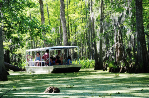 Learn The Tales Of The Swamps With A Tour Of Honey Island Swamp Near New Orleans