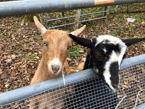 You Can Cuddle Goats And Do Goat Yoga At Faerylands Farm In Rural Tennessee