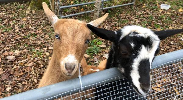 You Can Cuddle Goats And Do Goat Yoga At Faerylands Farm In Rural Tennessee