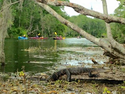 The Unique, Out-Of-The-Way Silver Springs State Park In Florida That’s Always Worth A Visit