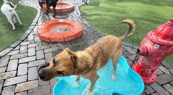 You And Your Pup Will Love Play Wash Pint, Tennessee’s Only Private Dog Park And Beer Garden