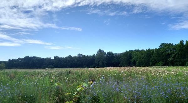 Visit Aullwood, A 200-Acre Ohio Sanctuary Filled With Nature Trails, Meadows, And Wildflowers