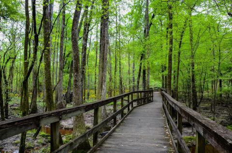 Featuring A Dog Park, Multiple Playgrounds, A Hammock Garden, and More, You'll Never Run Out Of Things To Do At Kiroli Park In Louisiana