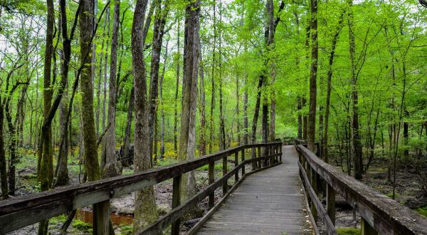 Featuring A Dog Park, Multiple Playgrounds, A Hammock Garden, and More, You’ll Never Run Out Of Things To Do At Kiroli Park In Louisiana