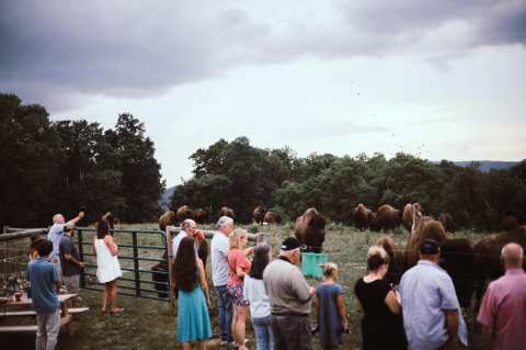 Try A Double Dose Of Something New With A Bison Farm Tour and Tasting In West Virginia
