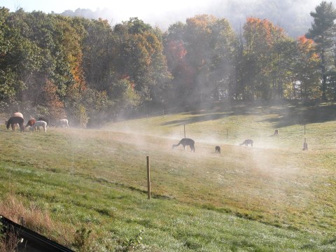 You Can Go Camping With Alpacas At Misty Acres Alpaca Farm In Maine