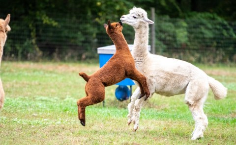 Chakana Sky Alpaca Farm In Connecticut Makes For A Fun Family Day Trip