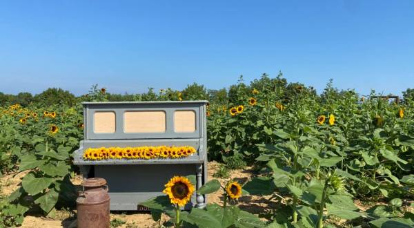 Stroll Through A Winding Sunflower Path And Pick Your Own At Sunflower Days In Kentucky
