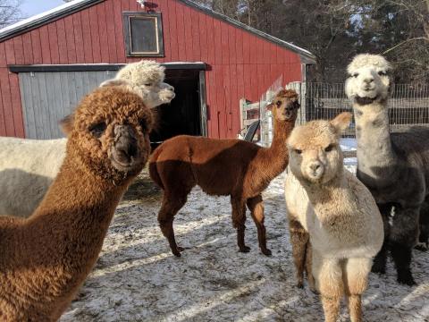 Harvard Alpaca Ranch In Massachusetts Makes For A Fun Family Day Trip