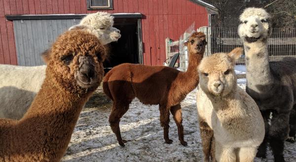 Harvard Alpaca Ranch In Massachusetts Makes For A Fun Family Day Trip