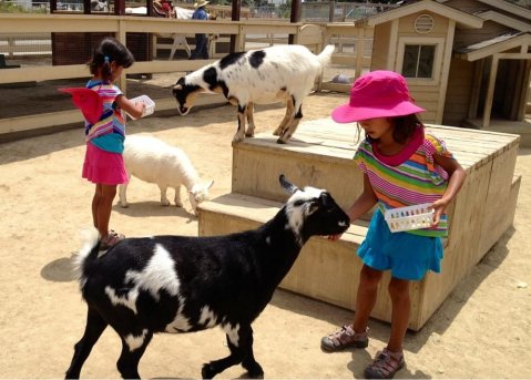 The Farm Animals At Zoomars River Street Ranch In Southern California Are So Darn Cute That You Won't Want To Stop Cuddling Them