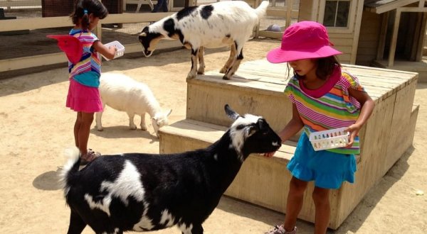 The Farm Animals At Zoomars River Street Ranch In Southern California Are So Darn Cute That You Won’t Want To Stop Cuddling Them