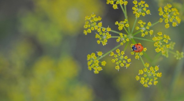 Beware Of Wild Parsnip, A Common Iowa Weed With Cytotoxic, Skin-Burning Sap