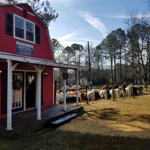 Creekwater Alpaca Farm In Georgia Makes For A Fun Family Day Trip