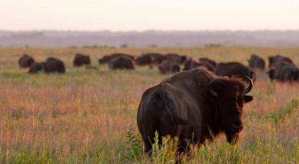 Join Fellow Nature Lovers On This Unique “Bison-Tennial” Hike In Missouri
