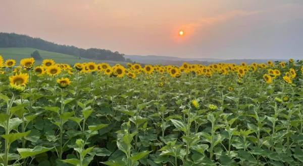 Most People Don’t Know About This Magical Sunflower Field Hiding Near Pittsburgh