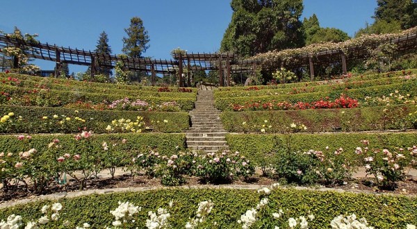 Stroll Through 1,500 Rose Bushes At Berkeley Rose Garden In Northern California For A Gorgeous Outing