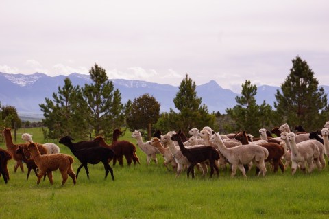 You Can Go Camping With Alpacas At Sentinel Ranch In Montana