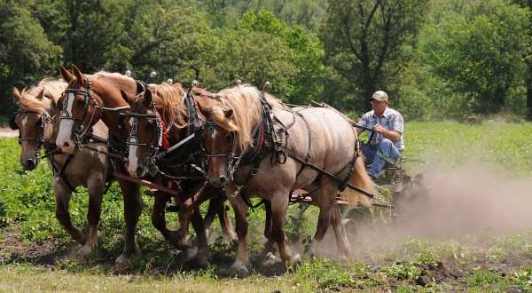 Live Like A Homesteader At North Dakota’s Annual Sodbuster Days In 2021