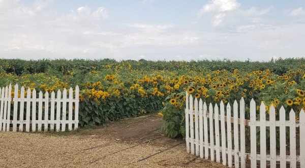 Surround Yourself With Vibrant Blooms At The Green Acres Dairy Sunflower Festival