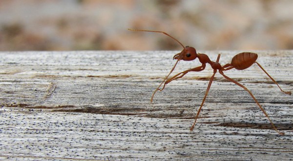 Watch Out Arkansas, The State Is Being Invaded By Fire Ants