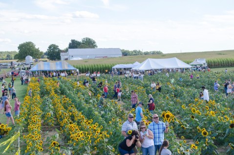 Don't Miss Out On Sunflower Days At Ramseyer Farms, One Of The Happiest Flower Festivals In All Of Ohio