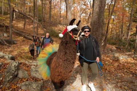 You Can Hike With Llamas At The Annual Llamapalooza Hike At Chimeny Rock State Park In North Carolina