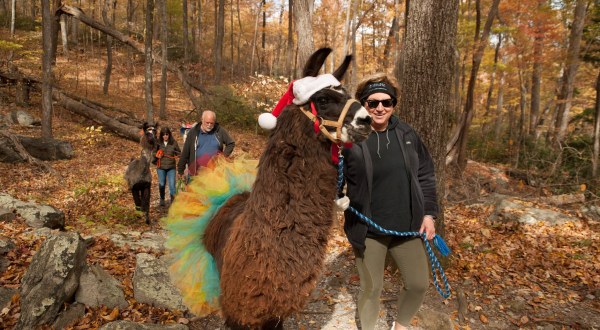 You Can Hike With Llamas At The Annual Llamapalooza Hike At Chimeny Rock State Park In North Carolina