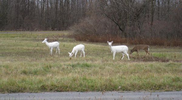 This Old Army Depot In New York Is Home To The Largest White Deer Herd In The World