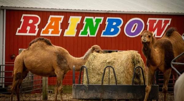 There’s A Exotic Animal Farm In Illinois And You’re Going To Love It