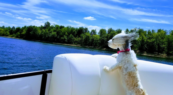 9 Dog-Friendly Beaches In Kentucky That Are Perfect For Summer Adventures