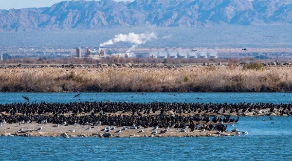 Bring Your Binoculars And Hiking Shoes To The Sonny Bono Salton Sea National Wildlife Refuge In Southern California