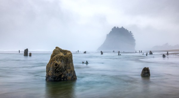The Ghost Forest Along The Oregon Coast You Have To See To Believe
