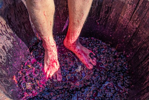 This 2021 Grape Stomping Festival In South Carolina Is One That Should Not Be Missed