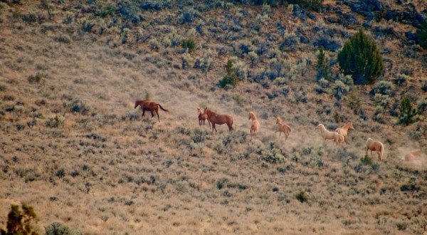Wild Horses Roam Free At Steens Mountain Wilderness Area In Oregon