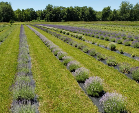 Spend An Idyllic Summer Day Surrounded By Fragrant Blooms When You Visit Luvin Lavender Farm In Ohio