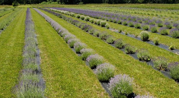 Spend An Idyllic Summer Day Surrounded By Fragrant Blooms When You Visit Luvin Lavender Farm In Ohio